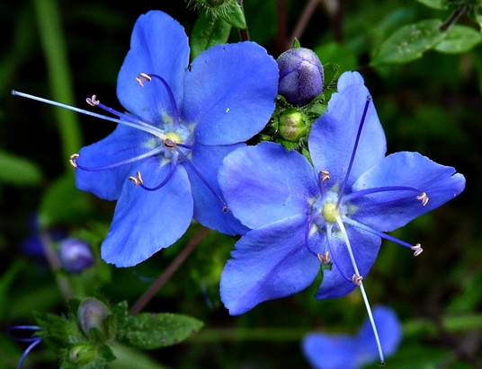 {Hydrolea corymbosa}